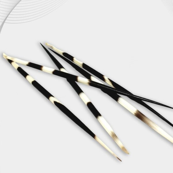 أشواك النيص